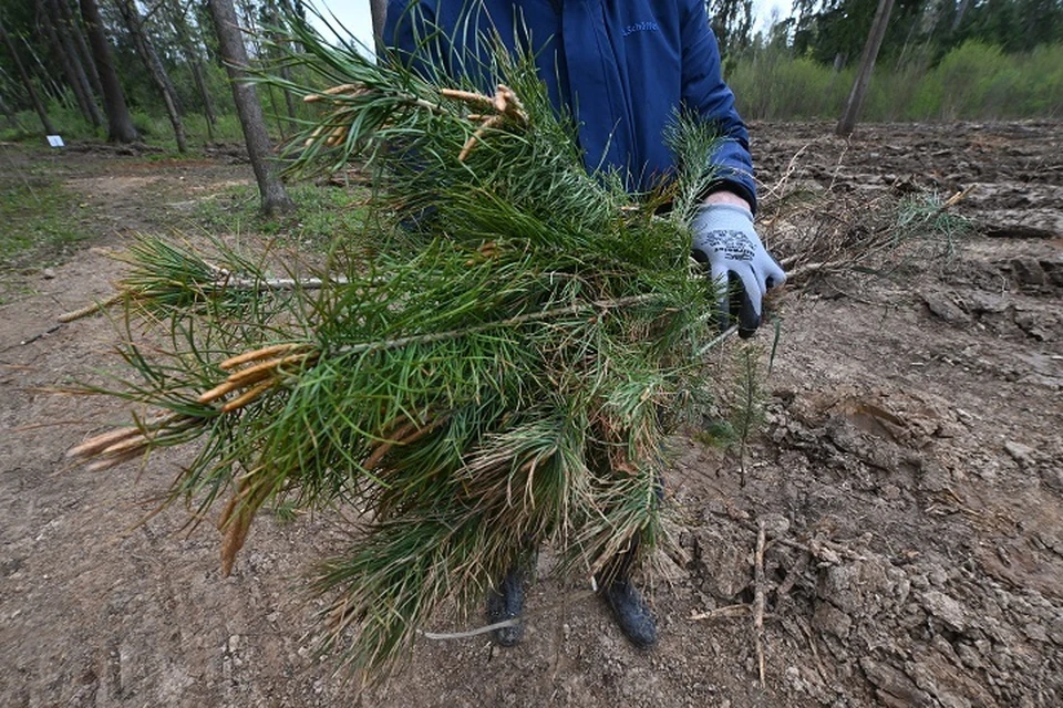 Саженцы высадят в память о воинах, освобождавших Запорожскую область.