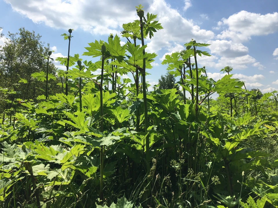 В Ростовской области ввели карантин из-за опасного растения-паразита.