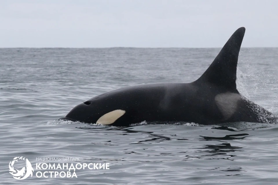 Такое активное долголетие и участие старших самок в воспитании потомства – большая редкость в животном мире. Фото: Евгений Мамаев, национальный парк «Командорские острова»