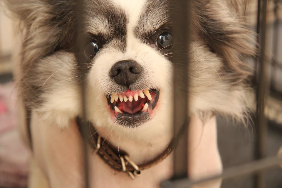 Под ограничения попала территория в радиусе 500 метров от дома № 15 на 19-м квартале