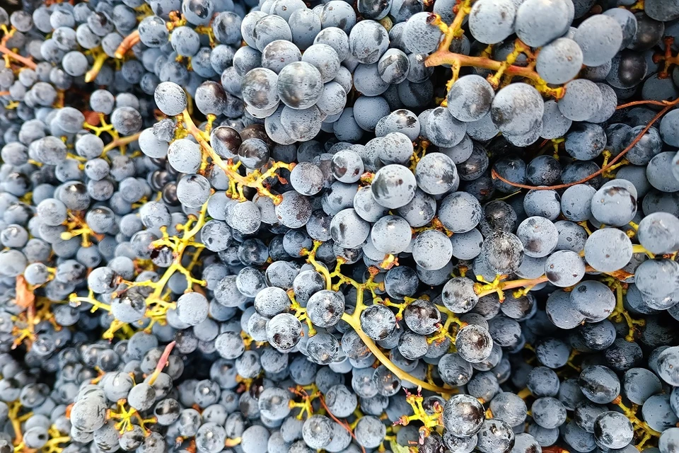 Виноград обнаружили на складе временного хранения.