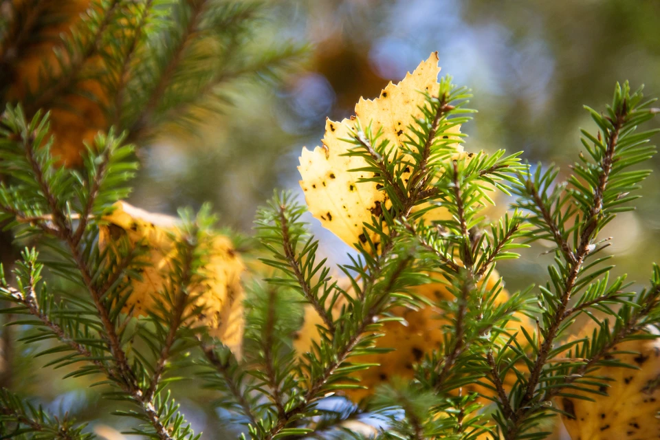 29 октября в Новосибирске потеплеет до +9 градусов.