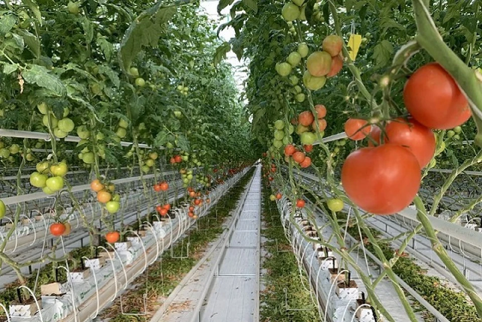 Помимо томатов, в тепличном комплексе выращивают различные виды салата: айсберг, мангольд, романо и рукколу. Фото: пресс-служба администрации округа.