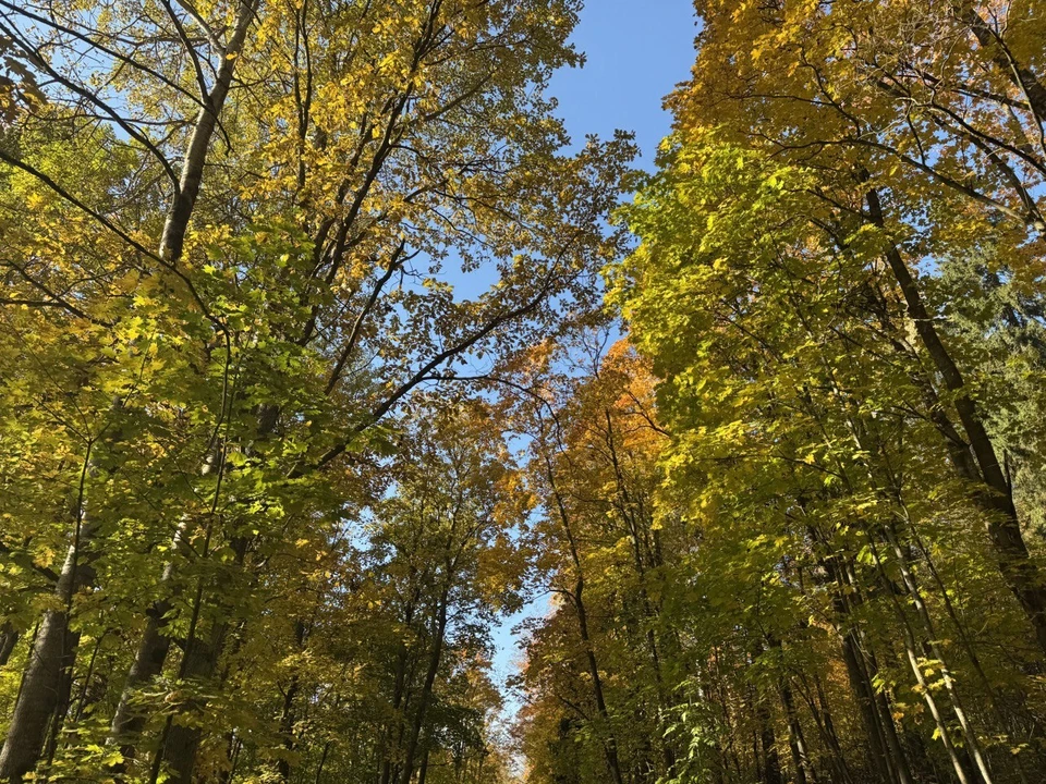 В тюменском поселке ввели карантин из-за бешенства.