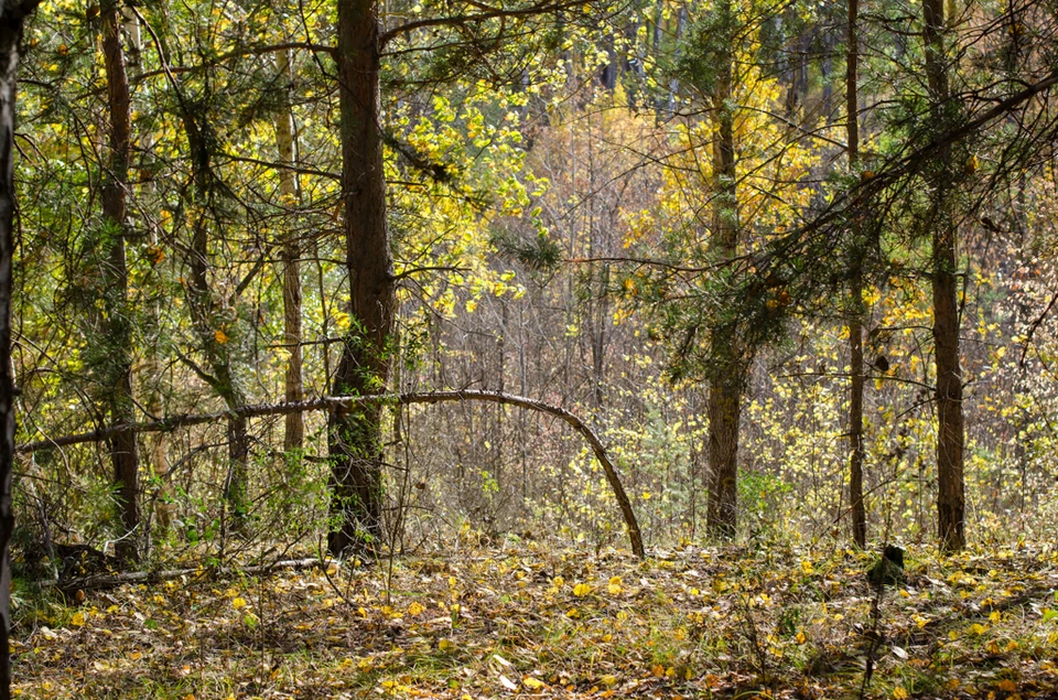 В 2008 году в генплан Самары без согласования с Рослесхозом включили земли лесного фонда