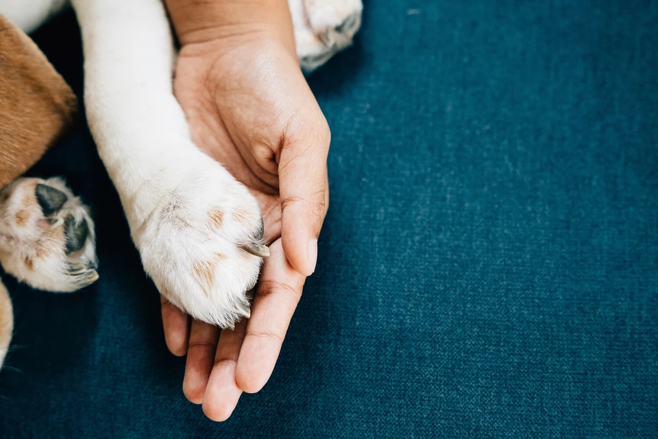 Собаки чувствуют страх человека по запаху, подтвердили ученые. Фото:Sorapop Udomsri/Shutterstock/FOTODOM