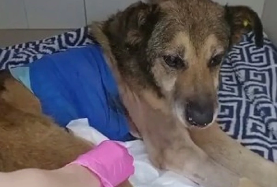 Лечение пса обошлось в 87 тысяч рублей. Фото: скриншот видео