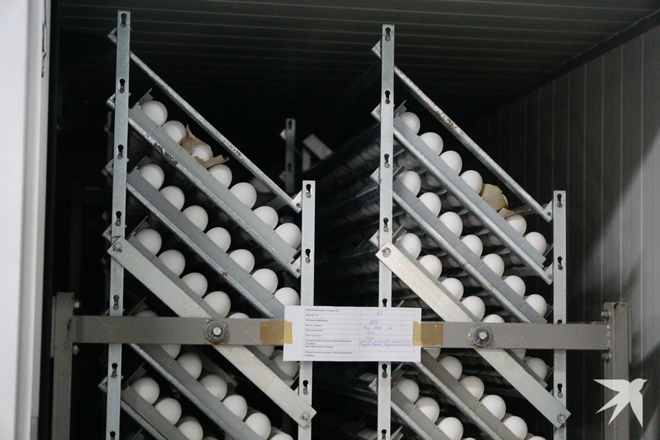 Инкубационные яйца отправятся в Сирию для дальнейшего разведения кур