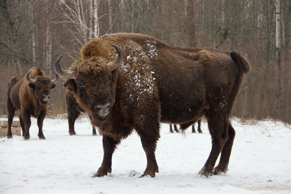 Фото: Национальный парк "Орловское полесье"