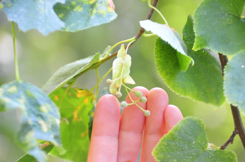 В Уфе назвали число высаженных этой осенью лип-крупномеров.