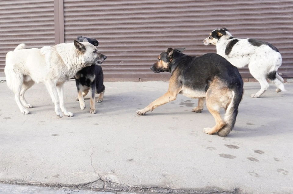 В Новосибирске в первом чтении приняли законопроект об эвтаназии бездомных животных.