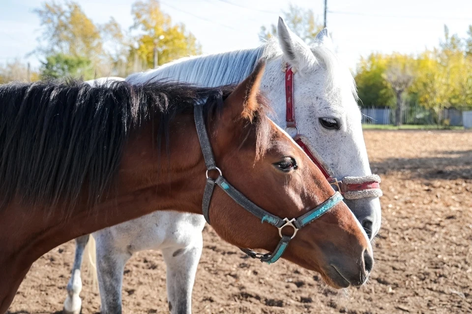 Пятигорский ипподром избежал банкротства после утверждения мирового соглашения