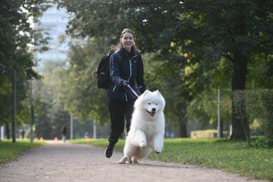 Узнали, штрафы будут действовать для собачников в Петербурге.