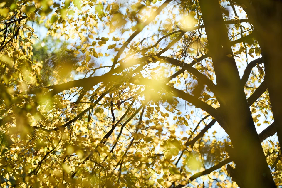 Вторник, 4 ноября, обещает быть самым теплым днем