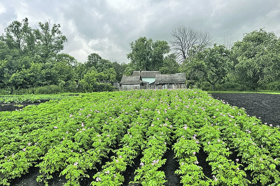 Более 48 тысяч земельных участков передали в Росимущество для разграничения.