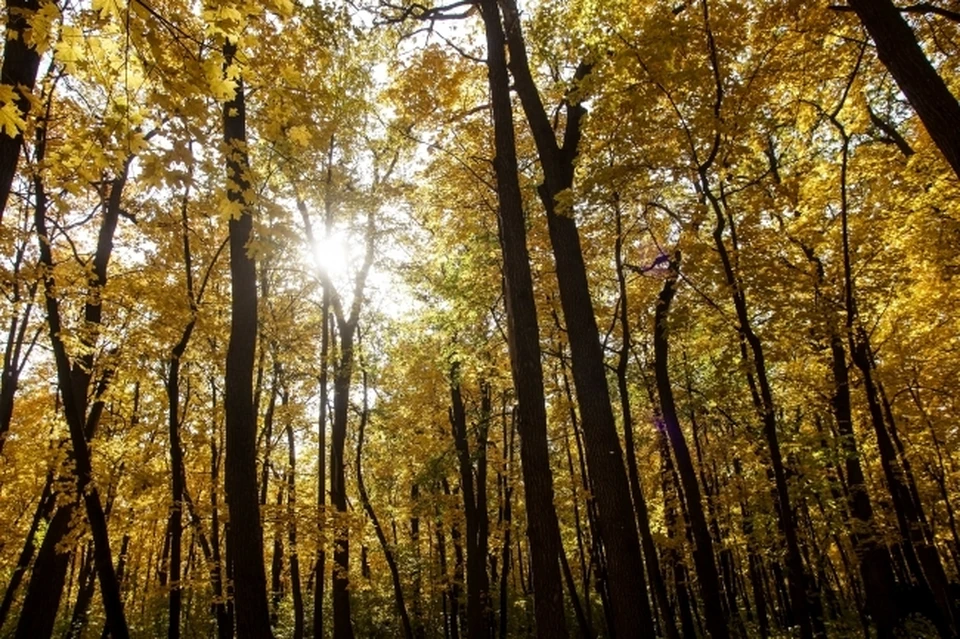 Фото - Маковеева Светлана