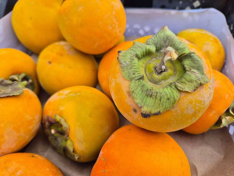 Ввоз зараженной хурмы на территорию региона был запрещен, виновные лица привлечены к административной ответственности. Фото: Россельхознадзор Оренбуржья