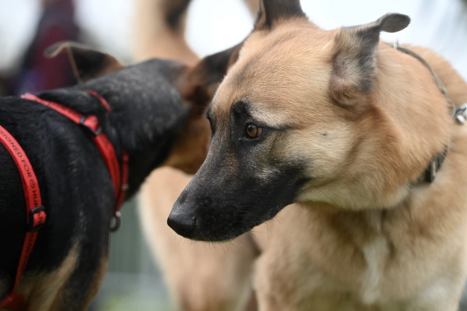 Погибшего пса звали Арчи.