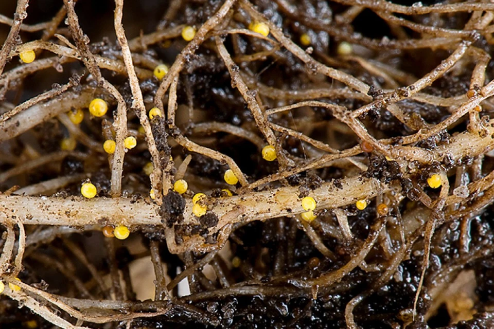 В Иркутской области отменили карантинный фитосанитарный режим. Фото: пресс-служба Россельхознадзора по Иркутской области и Республике Бурятия