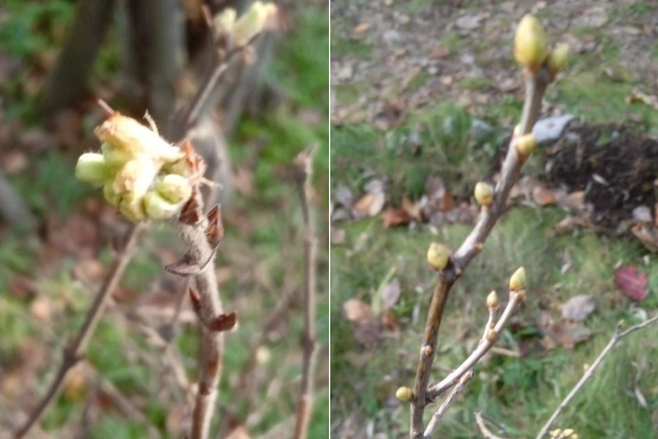 В Новосибирской области осенью зацвела жимолость и появились почки на сирени. Фото: Алексей Яновский