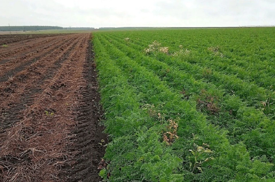 Уральцев предупредили о моркови с пестицидами. Фото: Россельхознадзор Свердловской области