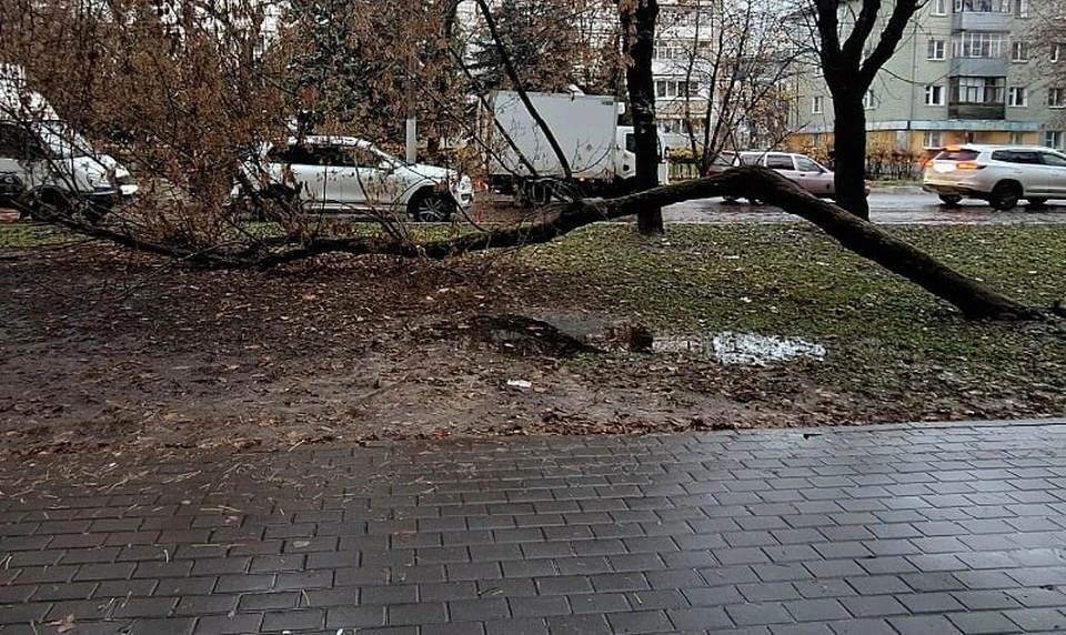 Калужанин сообщил о поваленном дереве на Московской.
