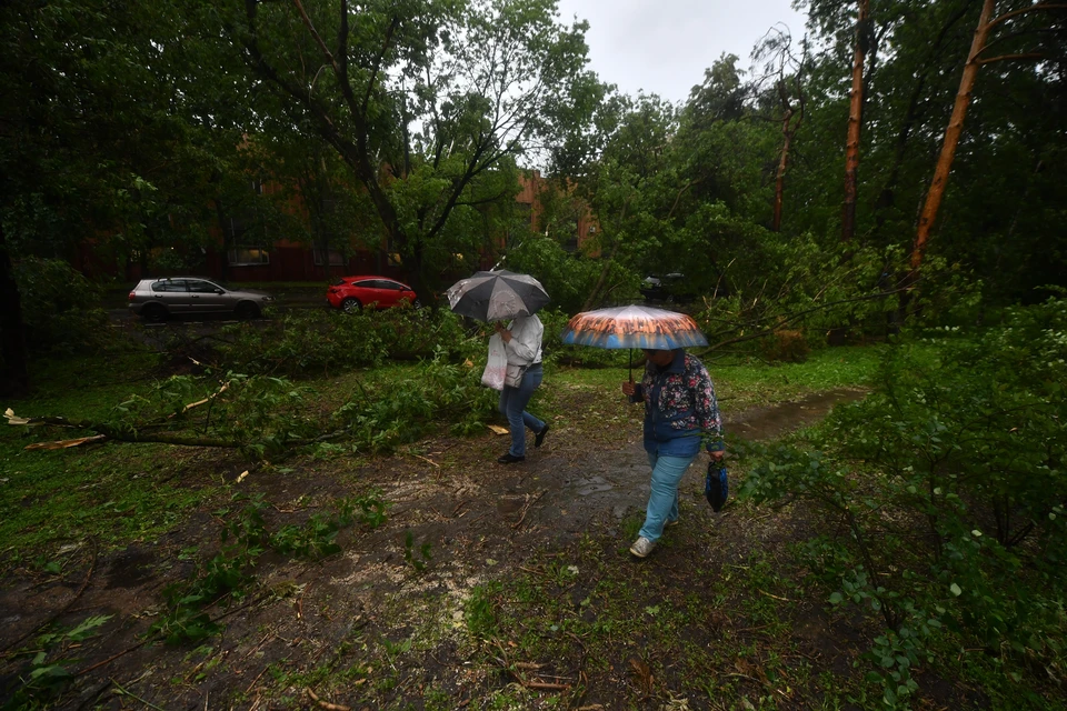 Почти все упавшие деревья после урагана в Новосибирске убрали