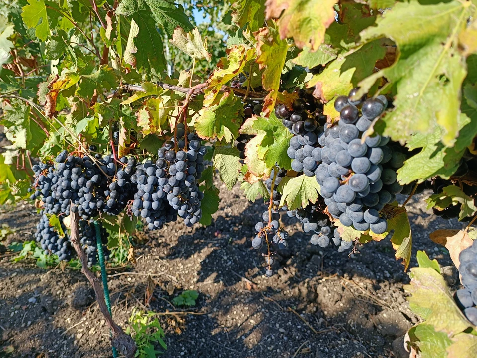 В уборке приняли участие свыше 30 сельскохозяйственных предприятий.