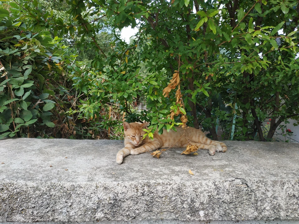 Будет ясная погода.