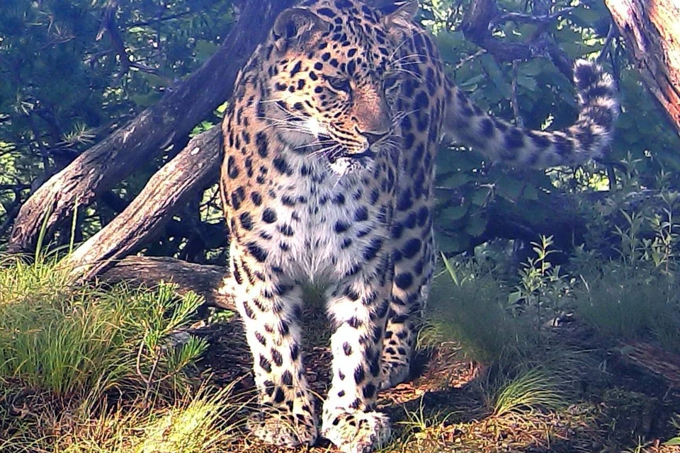 Леопард напугал оленей и величественно продолжил свой путь. Фото: нацпарк «Земля леопарда»