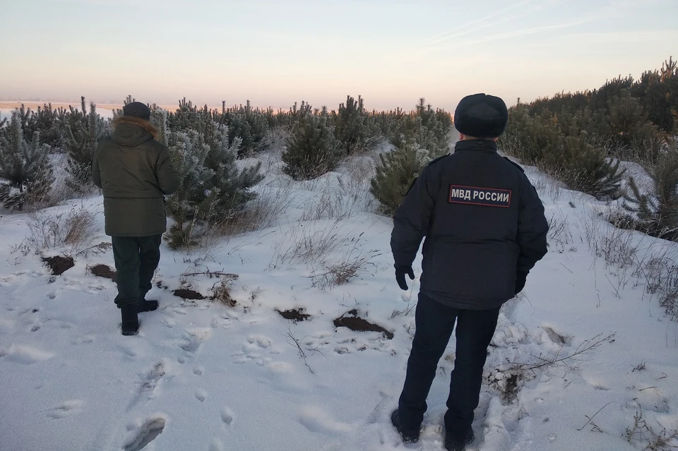 Рейды будут проходить в лесничествах. Фото: минприроды Алтайского края