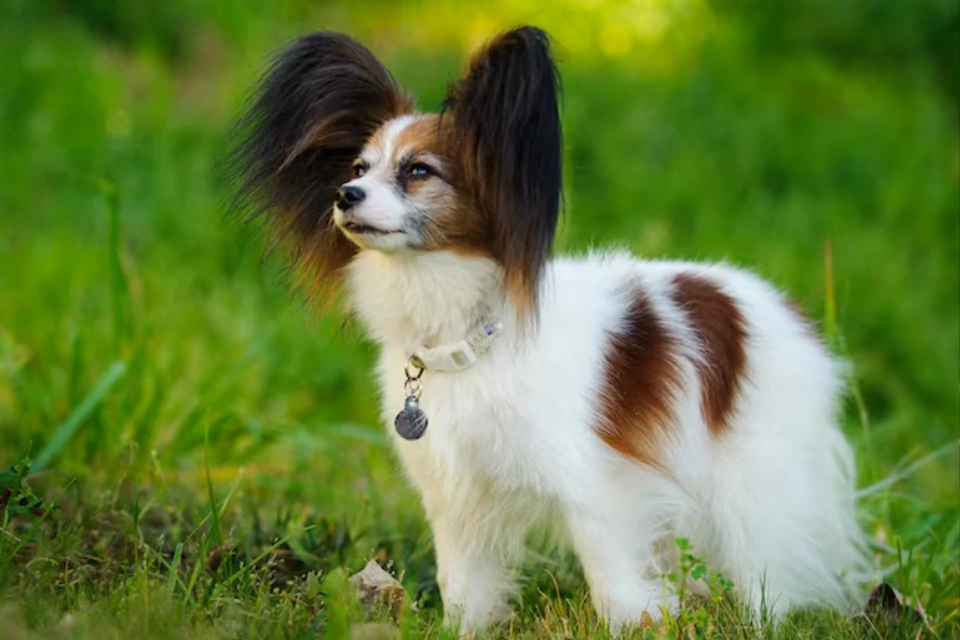 Мужчина швырнул собаку о стену. Фото: freepik.com