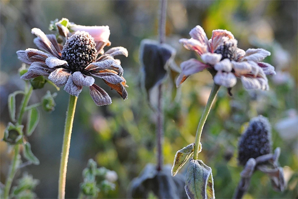 ГИБДД предупредила водителей о ночном похолодании в Подмосковье