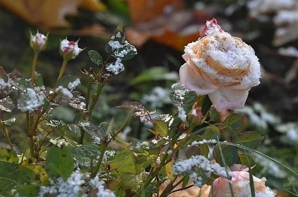 Синоптик Тишковец: к 12 ноября в Москве выпадет снег