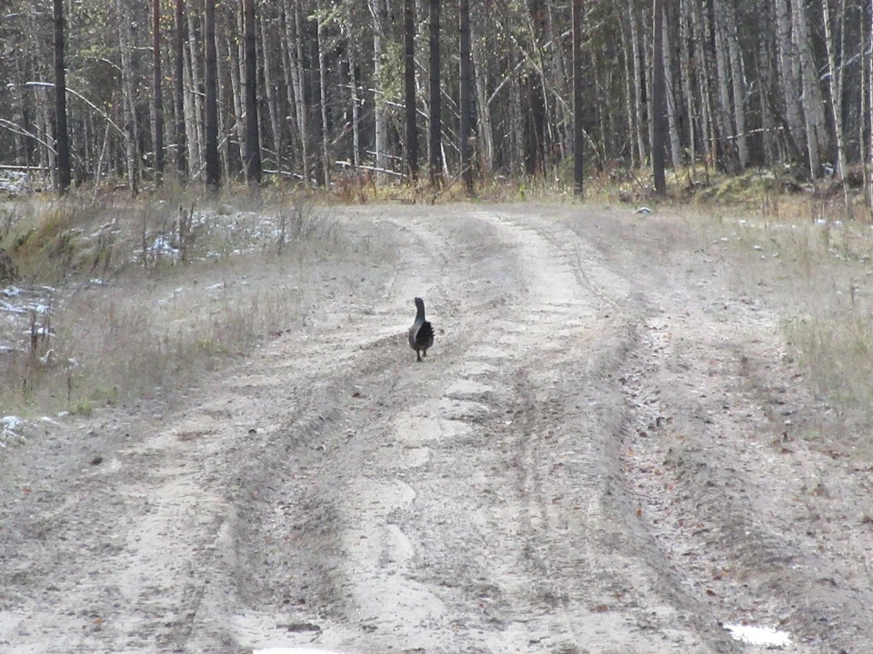Фото: БУ Омской области «Управление по охране животного мира»