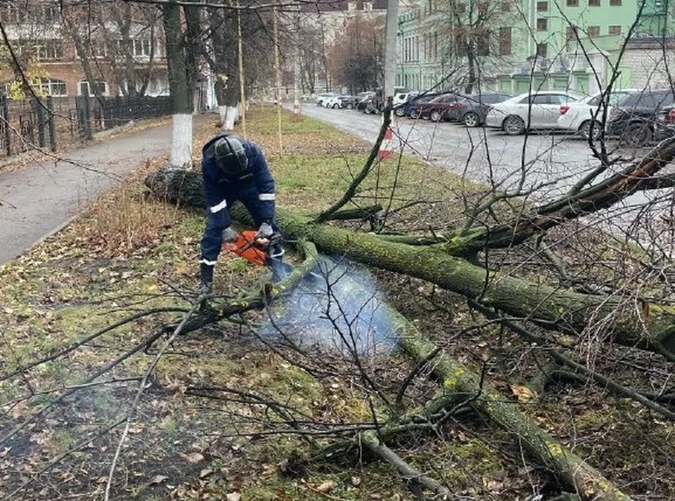 На улице Дмитрия Ульяновска повалило старое дерево. Фото: тг-канал Администрации Ульяновска
