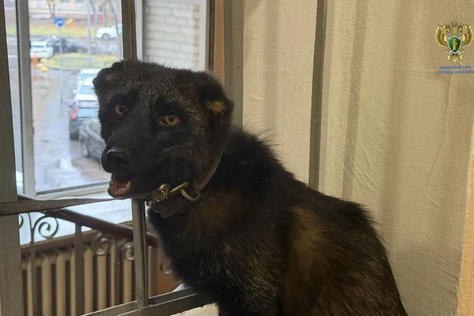 Московские прокуроры забрали из квартиры дикого лисенка по имени Нильс