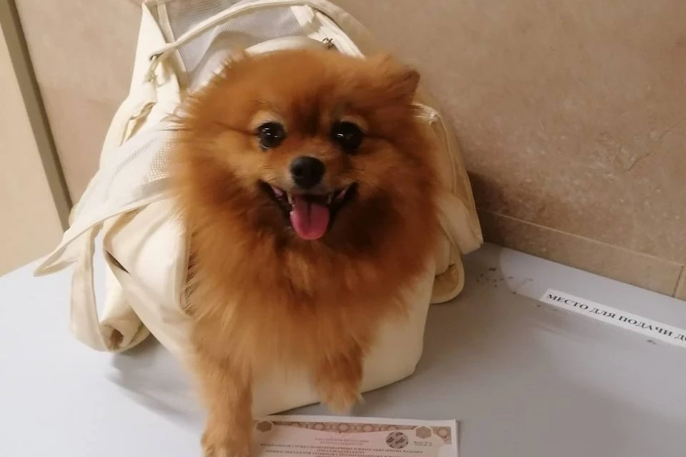 Фото: Управление Россельхознадзора по Красноярскому краю