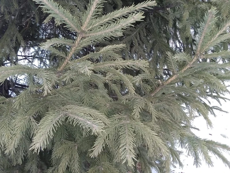 Погода на Ямале на 6 ноября