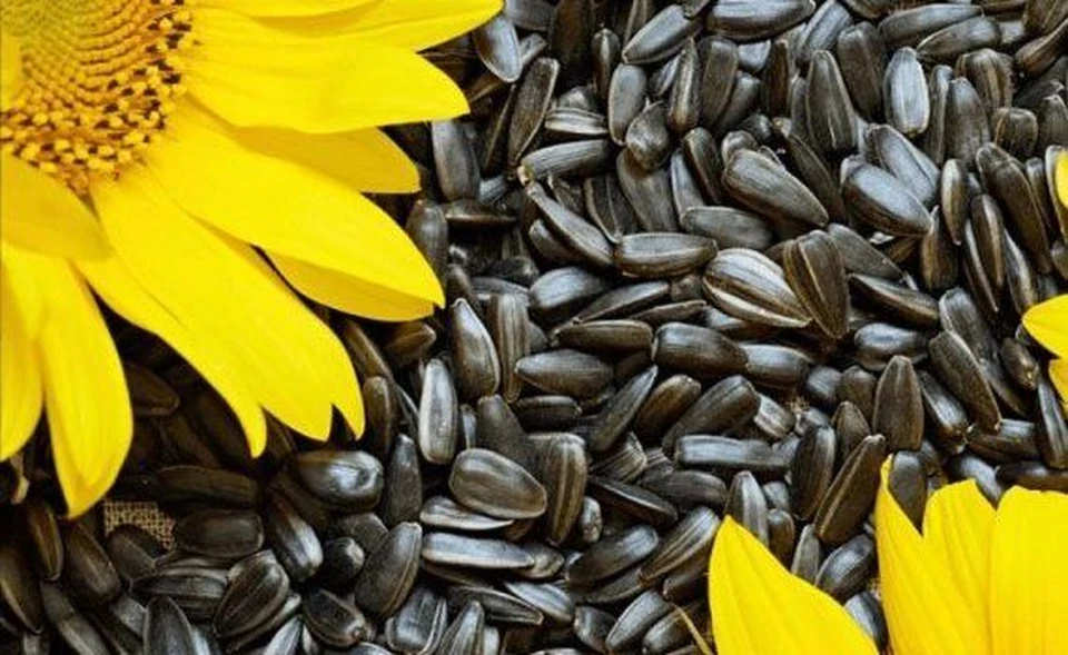 Молдова - второй в мире экспортер семян подсолнечника. Фото: соцсети