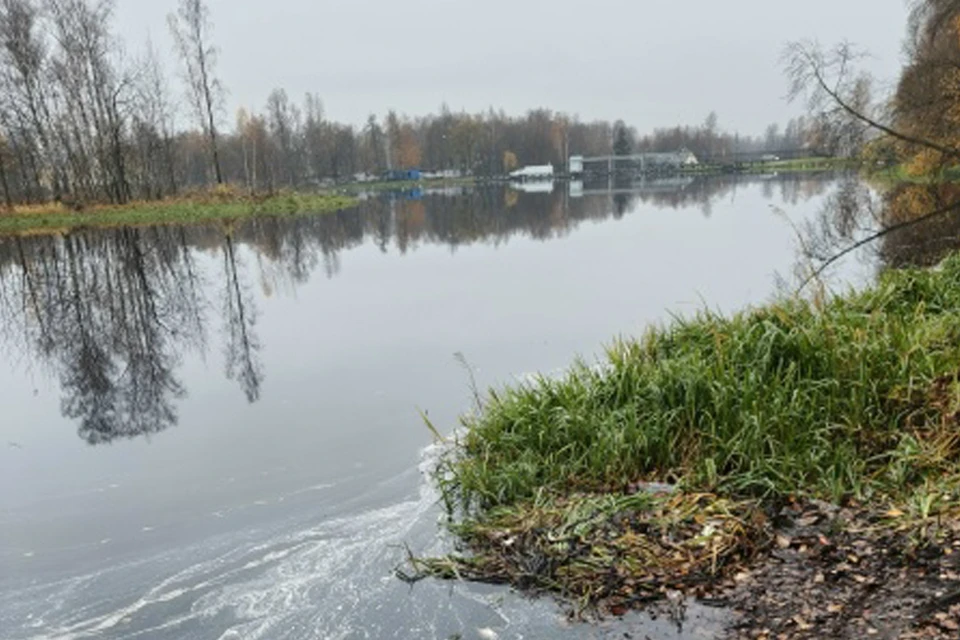 Рыба массового умирает. Фото: vk.com/spb_today