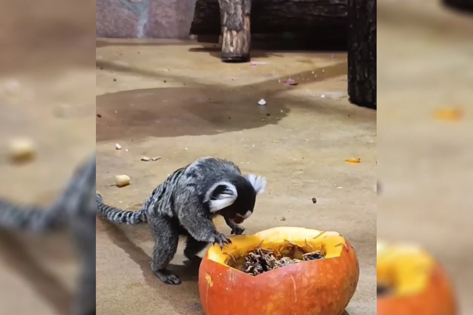 Игрунки и тыква. Фото: t.me/lenzoopark