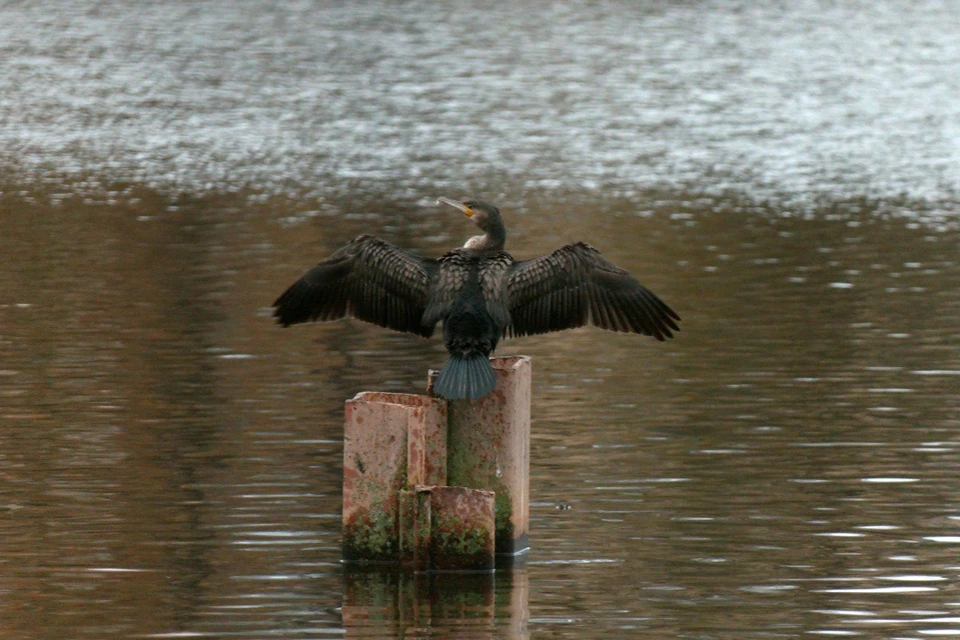 После каждого погружения в воду птица вынуждена долго сушить оперение. Фото: t.me/kazdoytvaripopare