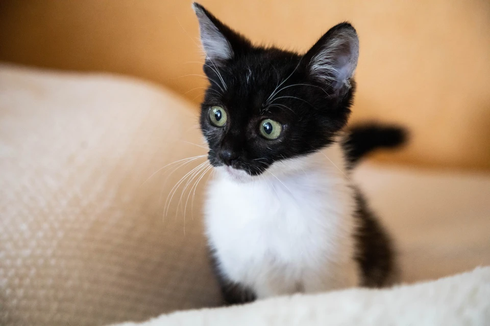 Ульяновские спасатели достали из вентиляционной шахты котенка