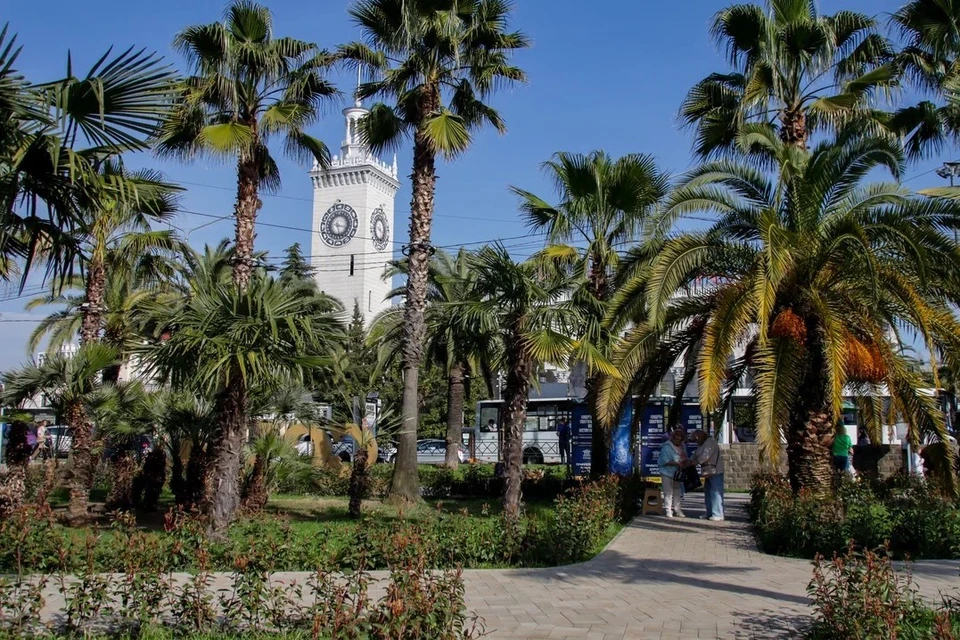 К наступлению холодов пальмы утеплят