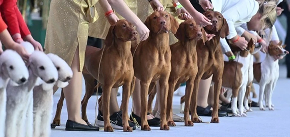 Фото предоставлено пресс-службой РКФ