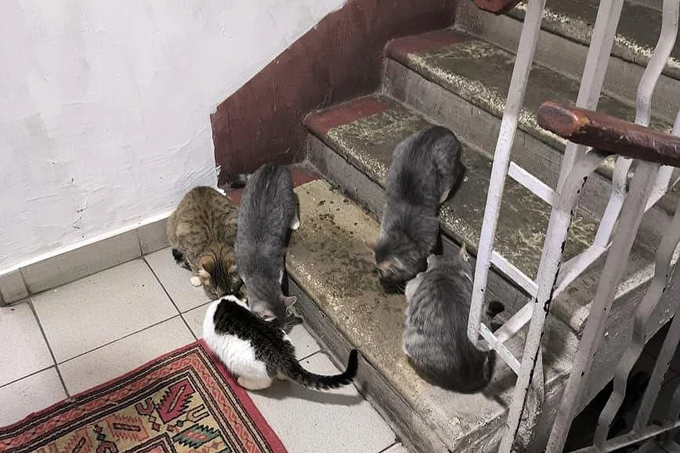 Даже после лечения инфицированных животных нельзя будет забирать в семью к здоровым. Фото предоставлено жильцами дома