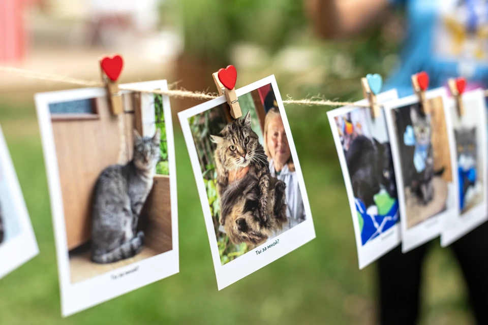 Полезные рекомендации для тех, кто хочет взять животное через «Моспитомца». Фото взяты из медиабанка «Мосфото»