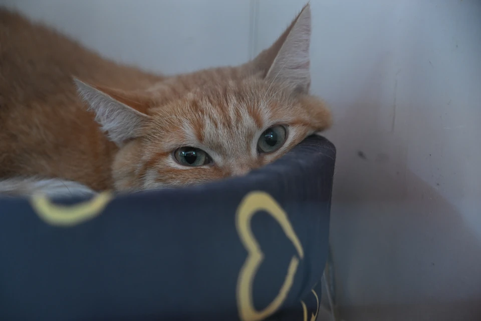 Приют «Сострадание НН» до сих пор не принимает животных из-за долгов.