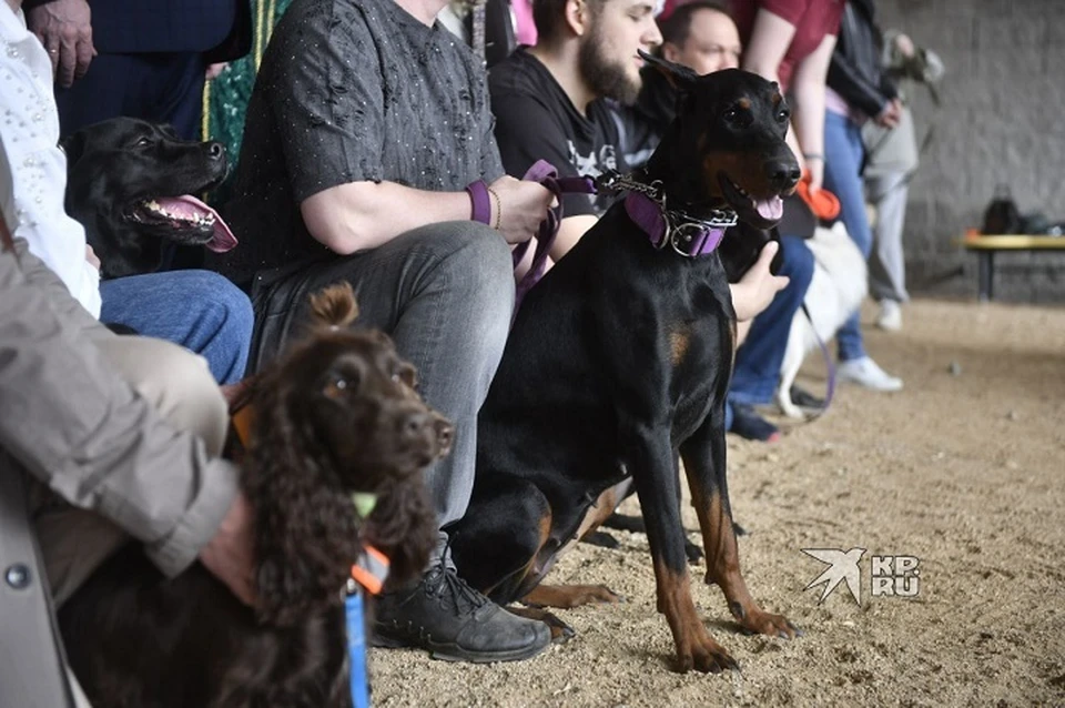 Владельцев предупредили, что животных нельзя отпускать на самовыгул в этот период